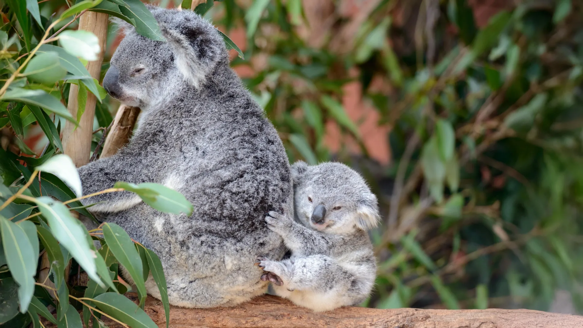 Koala Genetic Comeback Offers Hope for Endangered Species